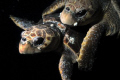   Turtle Love  